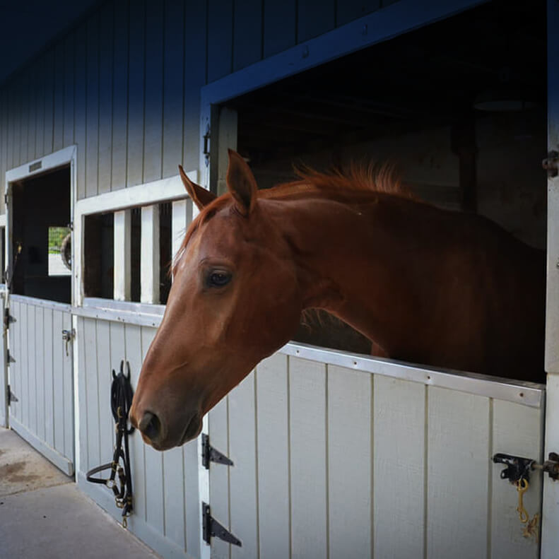 EQUESTRIAN PAINTS